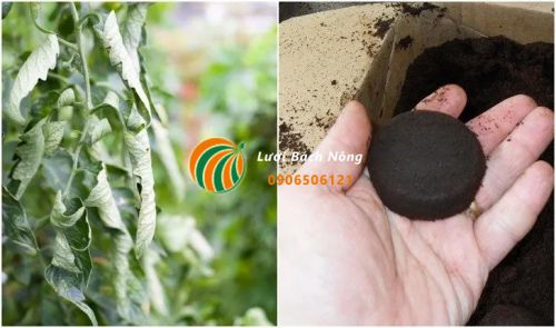 Khắc phục tình trạng thiếu nitơ cho vườn Khắc phục tình trạng thiếu nitơ cho vườn