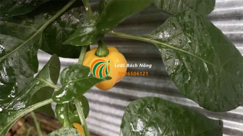 Cây ớt bị ngập úng Cây ớt bị ngập úng