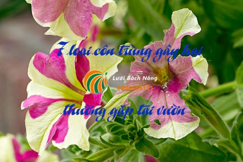 Con trùng gây hại cho vườn
