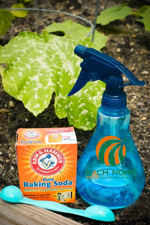 Baking Soda có thể hỗ trợ điều trị bệnh phấn trắng trên dưa lưới