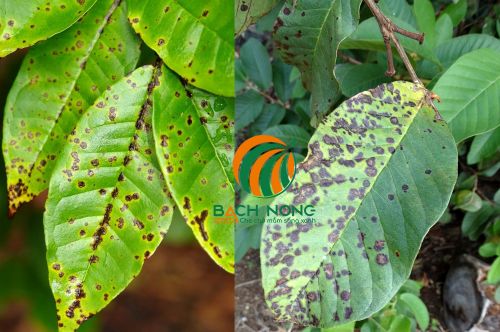 Bệnh bạc lá do vi khuẩn gây hại cây ổi Bệnh bạc lá do vi khuẩn gây hại cây ổi