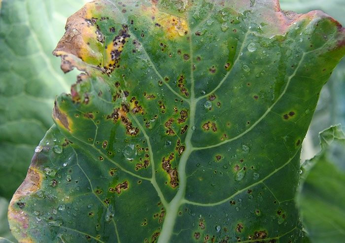 Biểu hiện của bệnh đốm lá do vi khuẩn Xanthomonas gây ra