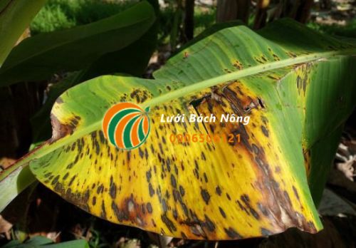 Bệnh đốm nâu ở lá chuối