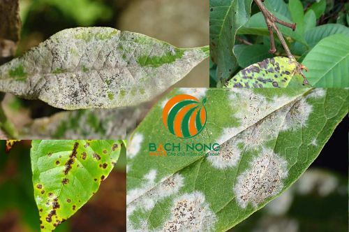 Bệnh phấn trắng trên cây ổi Bệnh phấn trắng trên cây ổi