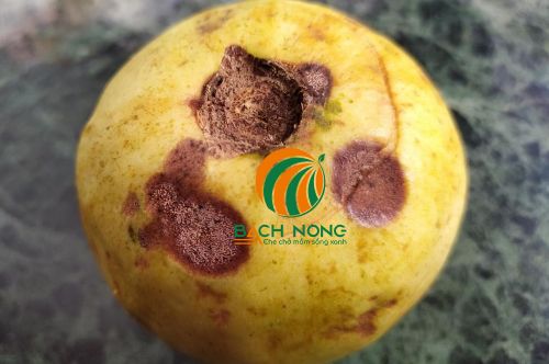 Bệnh thán thư trên cây ổi Bệnh thán thư trên cây ổi