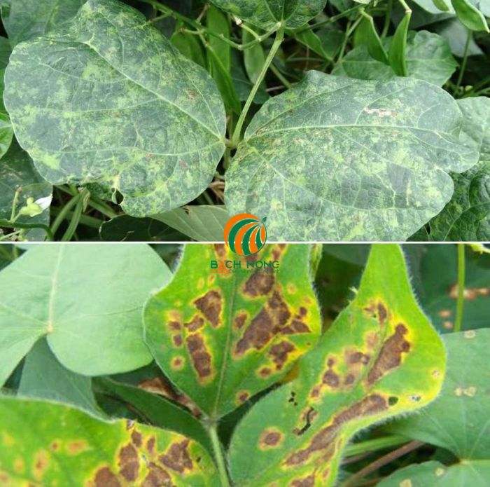 Biểu hiện virus gây hại cho cây trồng