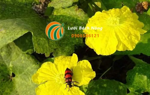 Bọ cánh cứng hại cà chua