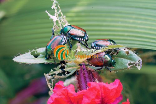 Bọ cánh cứng Nhật Bản