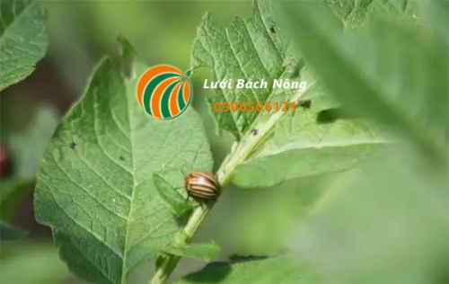 Bọ khoai tây gây hại cà chua