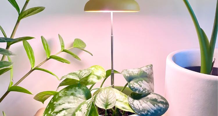 Bổ sung đèn LED cho cây trồng trong nhà bị thiếu ánh sáng