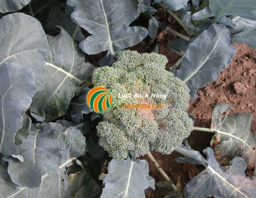 Bông cải xanh có màu nâu Bông cải xanh có màu nâu