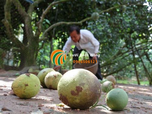 Cây bưởi rụng quả do hạn mặn