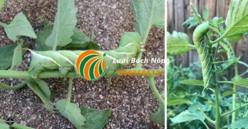 Những loài gây hại phổ biến cho cà chua