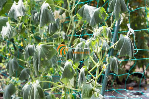 Cây dựa chuột bị héo