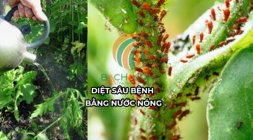 Sử dụng nước nóng diệt sâu bệnh
