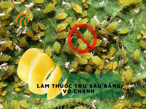 Cách làm thuốc trừ sâu bằng vỏ chanh