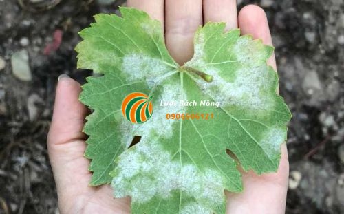 Bệnh sương mai ở lá cây