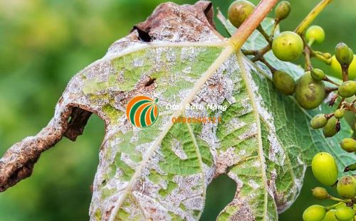 Cách nhận biết bệnh sương mai