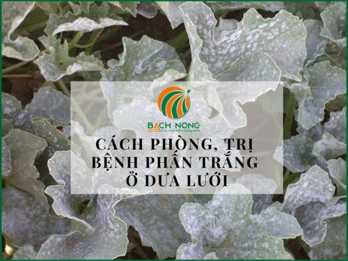 Cách phòng và trị bệnh phấn trắng trên dưa lưới