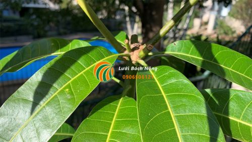 Cần bón phân đầy đủ cho cây xoài