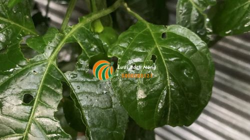 Cần cắt tỉa những lá ớt bị sâu bệnh Cần cắt tỉa những lá ớt bị sâu bệnh