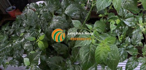 Cần cung cấp đủ ánh sáng cho cây ớt Cần cung cấp đủ ánh sáng cho cây ớt