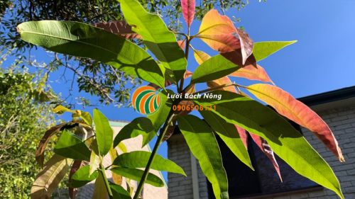 Kiểm tra chất lượng nước khi tưới cho cây xoài