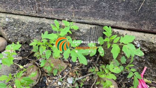 Cây cà chua non bị lá vàng