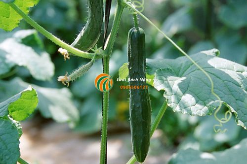 Cây dưa chuột khỏe mạnh