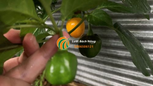 Cây ớt khỏe mạnh sẽ cho ra nhiều quả Cây ớt khỏe mạnh sẽ cho ra nhiều quả