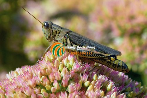 Châu chấu gây hại cây trồng