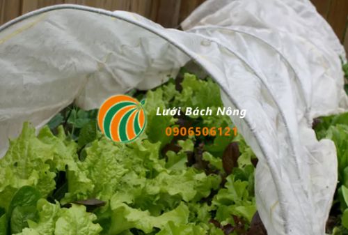 Che phủ hàng ngăn sâu bệnh Che phủ hàng ngăn sâu bệnh