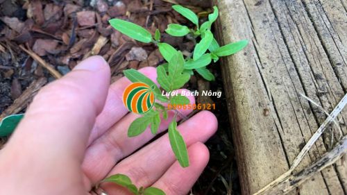 Chọn cây cà chua giống khỏe mạnh