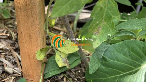 Cây cà chua bị vàng lá