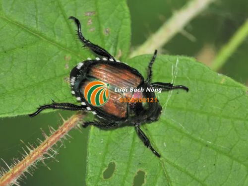 Đặc điểm bên ngoài của bọ cánh cứng Nhật Bản