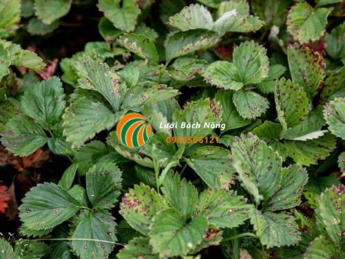 Dâu tây bị bệnh cháy lá Dâu tây bị bệnh cháy lá