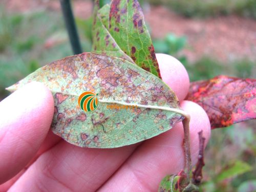 Điều trị bệnh đốm lá cho việt quất