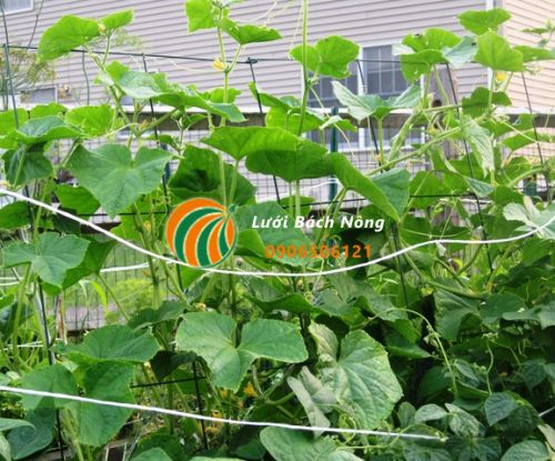 Dưa chuột Burpless Hybrid Dưa chuột Burpless Hybrid