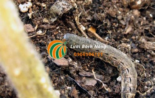 Giun đũa hại cà chua