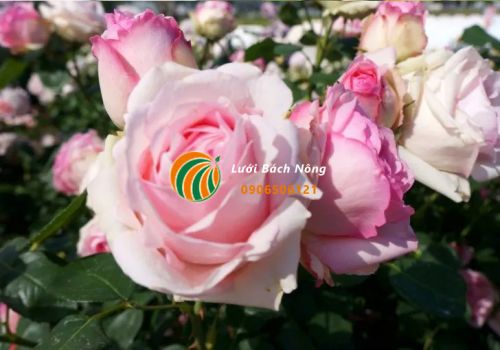 Muối Epsom giúp hoa hồng đẹp và năng suất cao