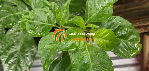 Không nên tưới quá nhiều nước cho ớt Không nên tưới quá nhiều nước cho ớt