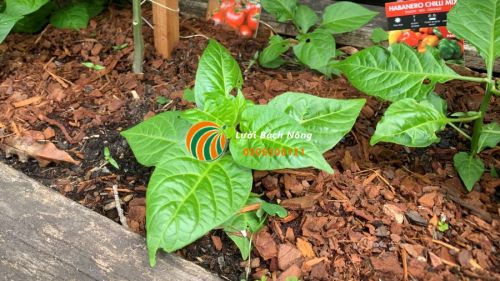 Kiểm tra đất trồng ớt thường xuyên Kiểm tra đất trồng ớt thường xuyên