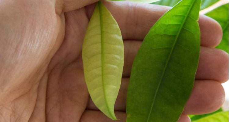Lá cây bên trái  bị thiếu ánh sáng nên nhỏ hơn lá cây bên phải