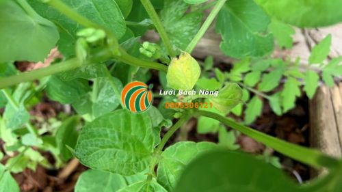 Lá đậu cô ve chuyển sang màu vàng