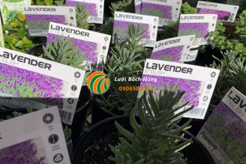 Trồng cây oải hương để xua đuổi sâu bướm