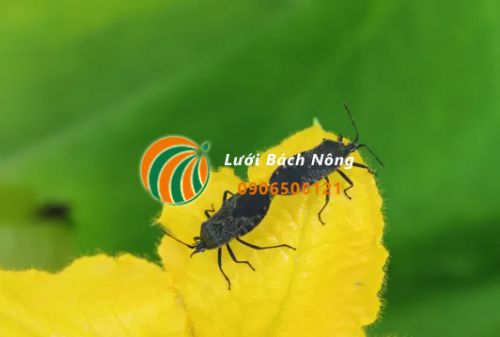 Lựa chọn giống cây trồng kháng sâu bệnh Lựa chọn giống cây trồng kháng sâu bệnh