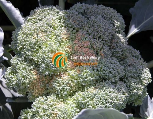 Mẹo khắc phục bông cải có màu nâu Mẹo khắc phục bông cải có màu nâu