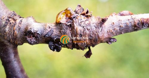 Bệnh thối nhũn ở cây mận