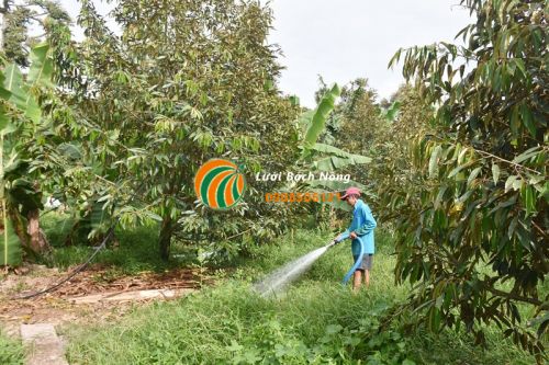 Cây trồng bị hạn mặn