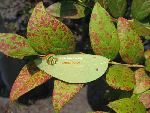 Nấm gây bệnh đốm lá việt quất